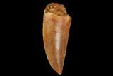 Serrated, Raptor Tooth - Real Dinosaur Tooth #173526-1